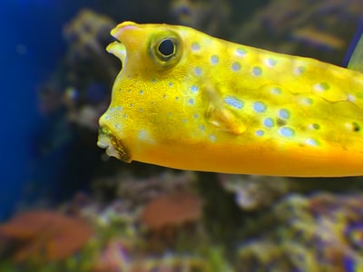 黄色的鱼体内的水
